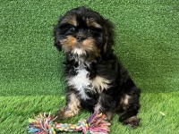 Crossbreed Yorkshire Terrier Puppy for sale